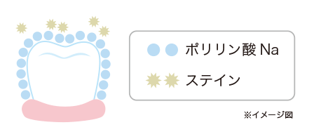 で!ステインの付着を防ぎ、歯を健康に美しく